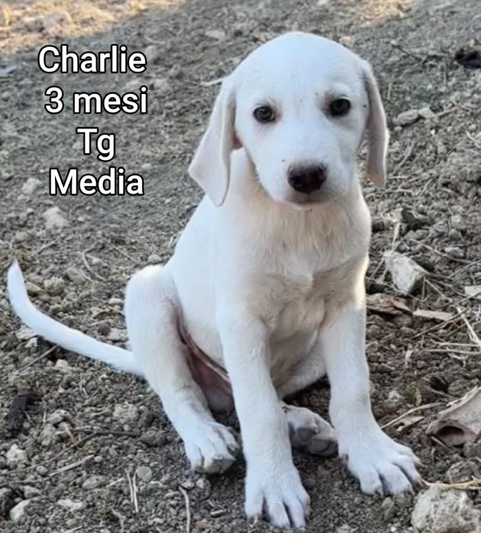 ADOTTA UN CUCCIOLO SENZA CASA - media 10