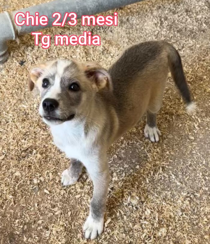 ADOTTA UN CUCCIOLO SENZA CASA - media 8