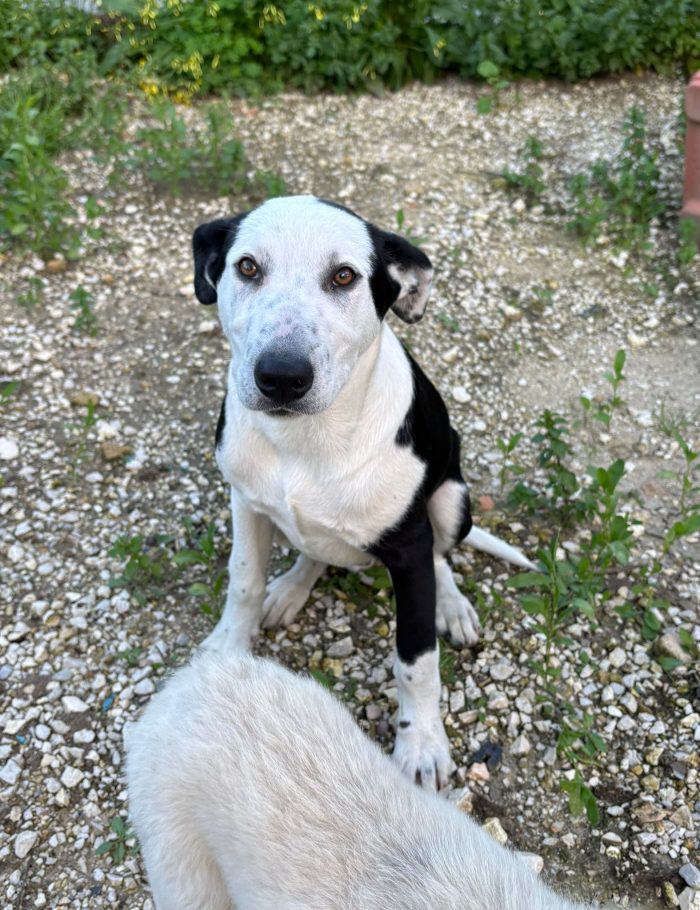 Yoghi: simil amstaff