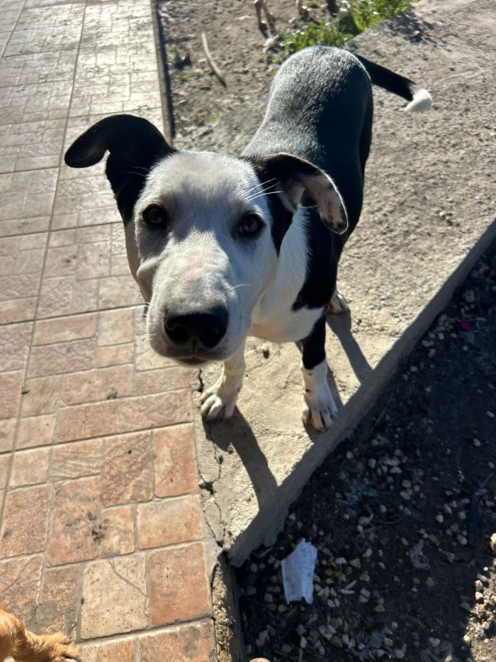 Yoghi: simil amstaff
