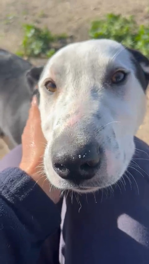 Yoghi: simil amstaff