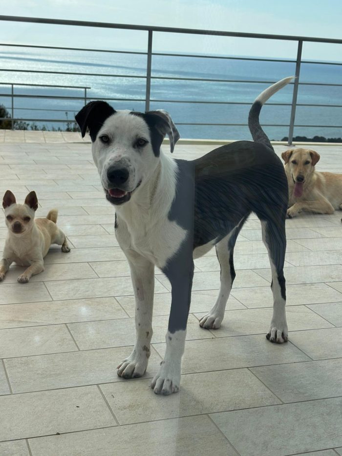 Yoghi: simil amstaff - media 5