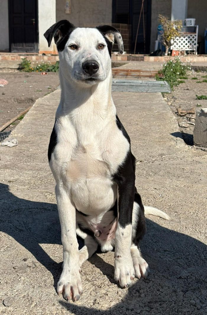 Yoghi: simil amstaff - media 4