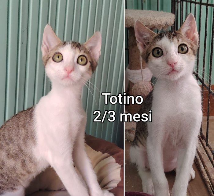 Telefona per salvare un micio