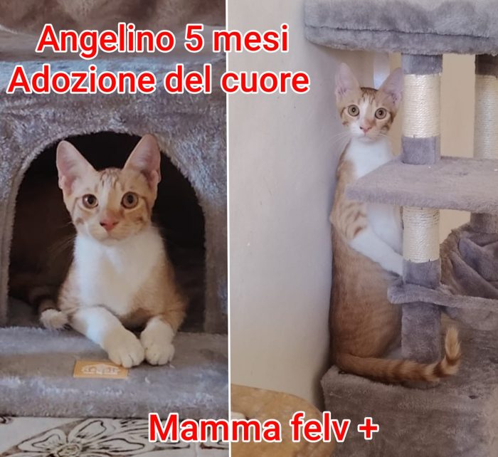 Telefona per salvare un micio - media 7