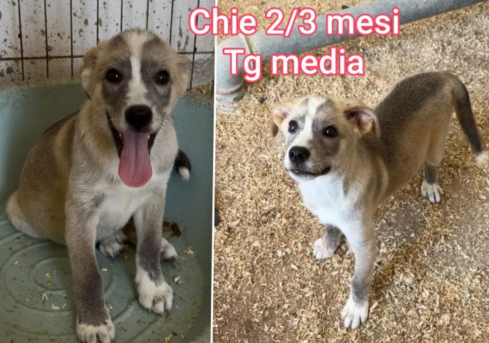 Siamo sommerse dai cuccioli - media 9