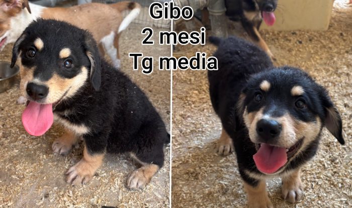 Siamo sommerse dai cuccioli - media 8