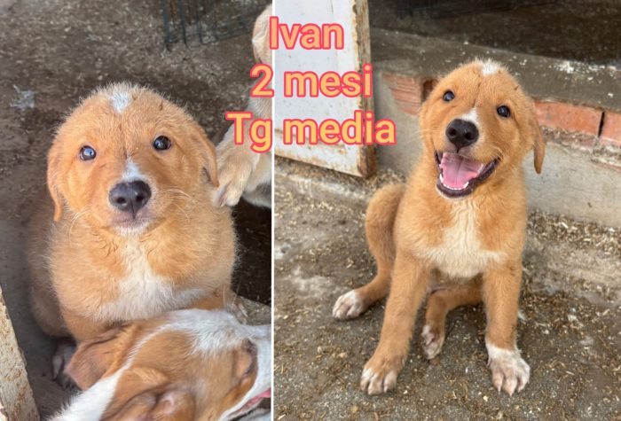 Siamo sommerse dai cuccioli - media 7