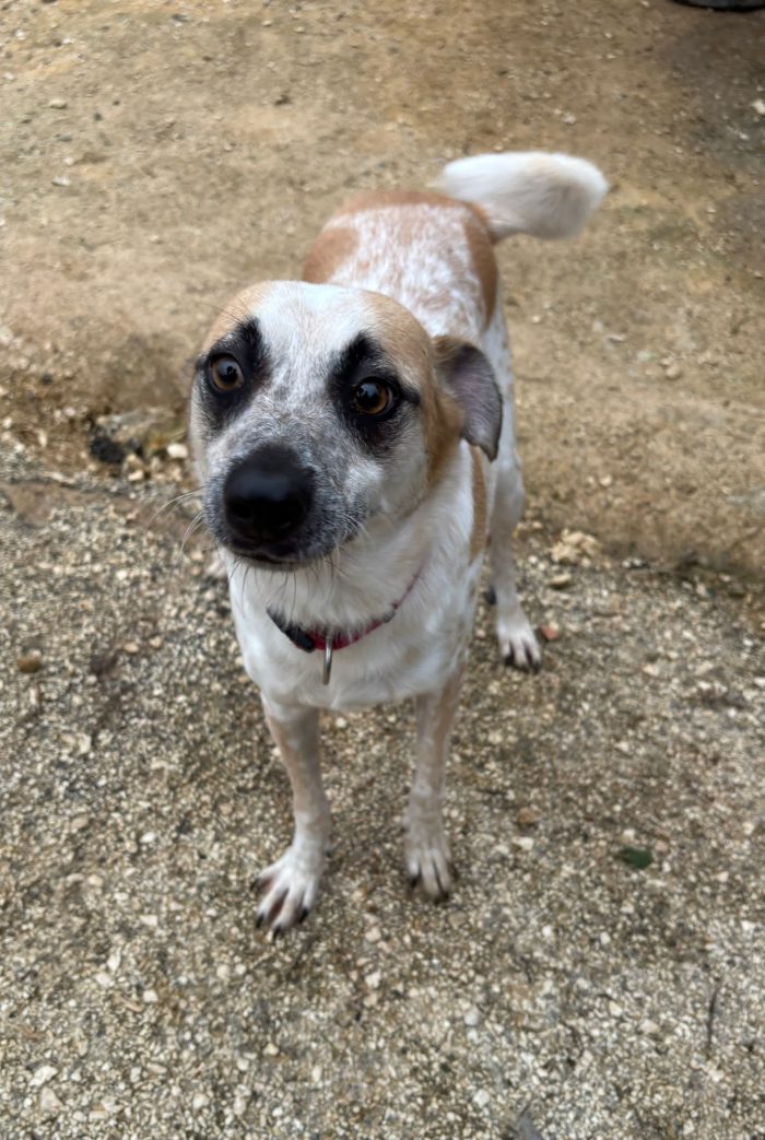 Cani di taglia contenuta