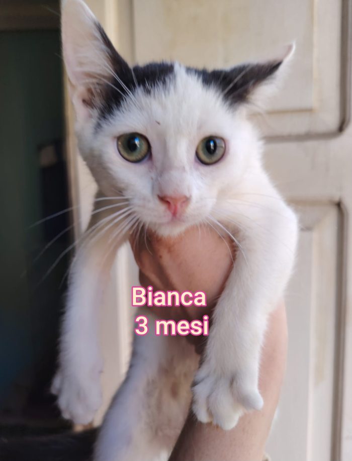 Micini abbandonati: urgente