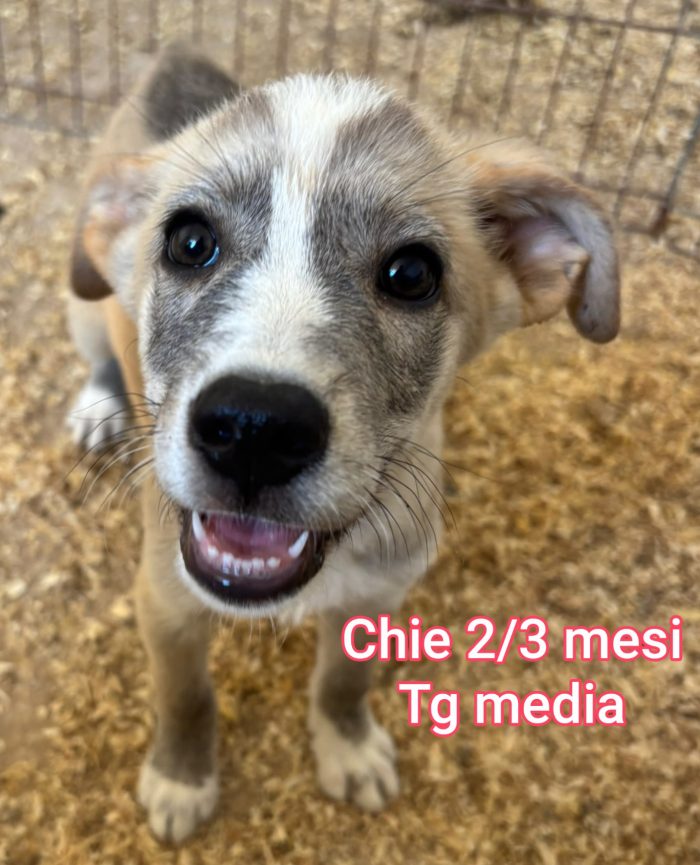 CUCCIOLI ABBANDONATI: URGENTE