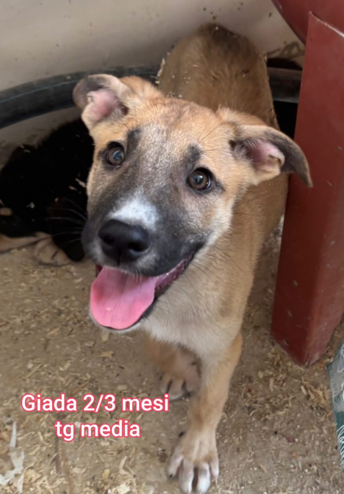 CUCCIOLI ABBANDONATI: URGENTE - media 4