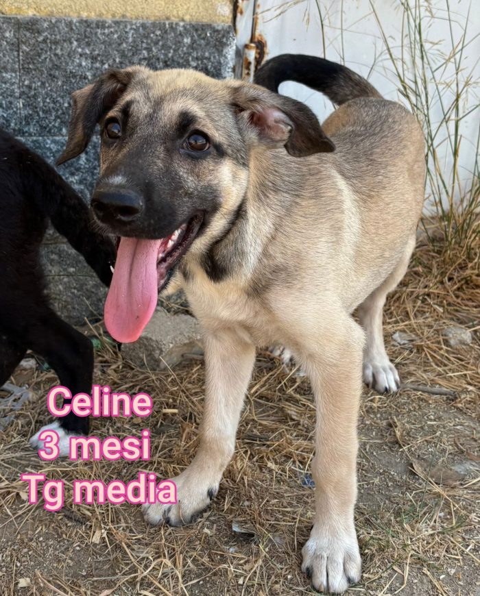 CUCCIOLI ABBANDONATI: URGENTE - media 8