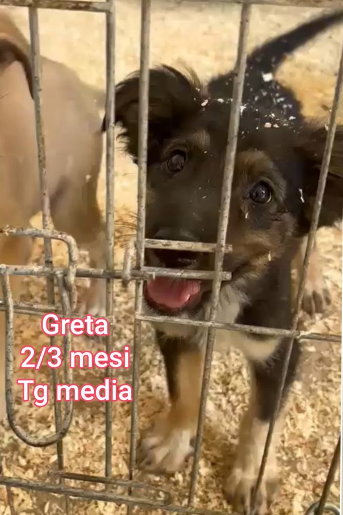 CUCCIOLI ABBANDONATI: URGENTE - media 5