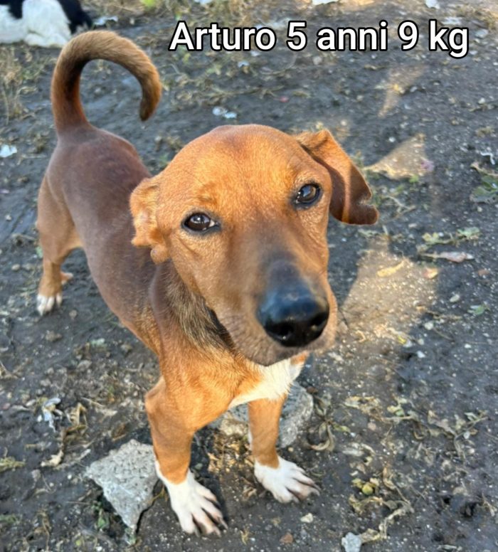 Cani taglia piccola, max 15 kg