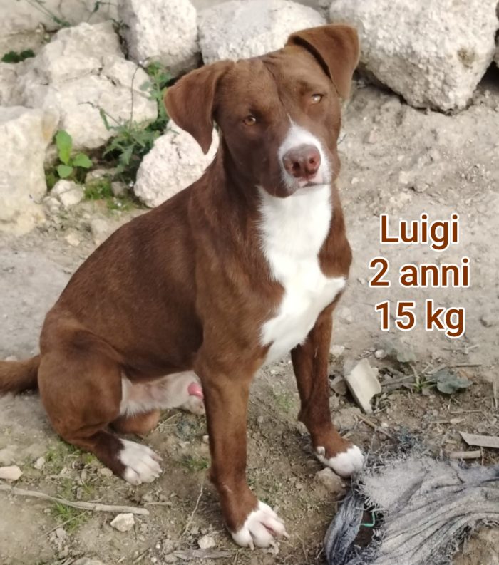 Cani taglia piccola, max 15 kg - media 6