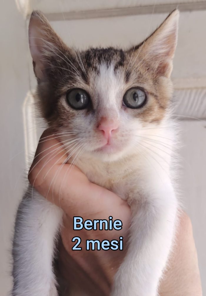 Adorabili gattini da adottare
