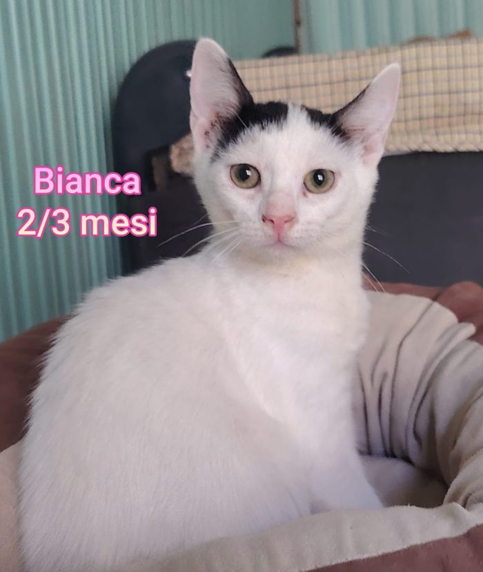 Adorabili gattini da adottare