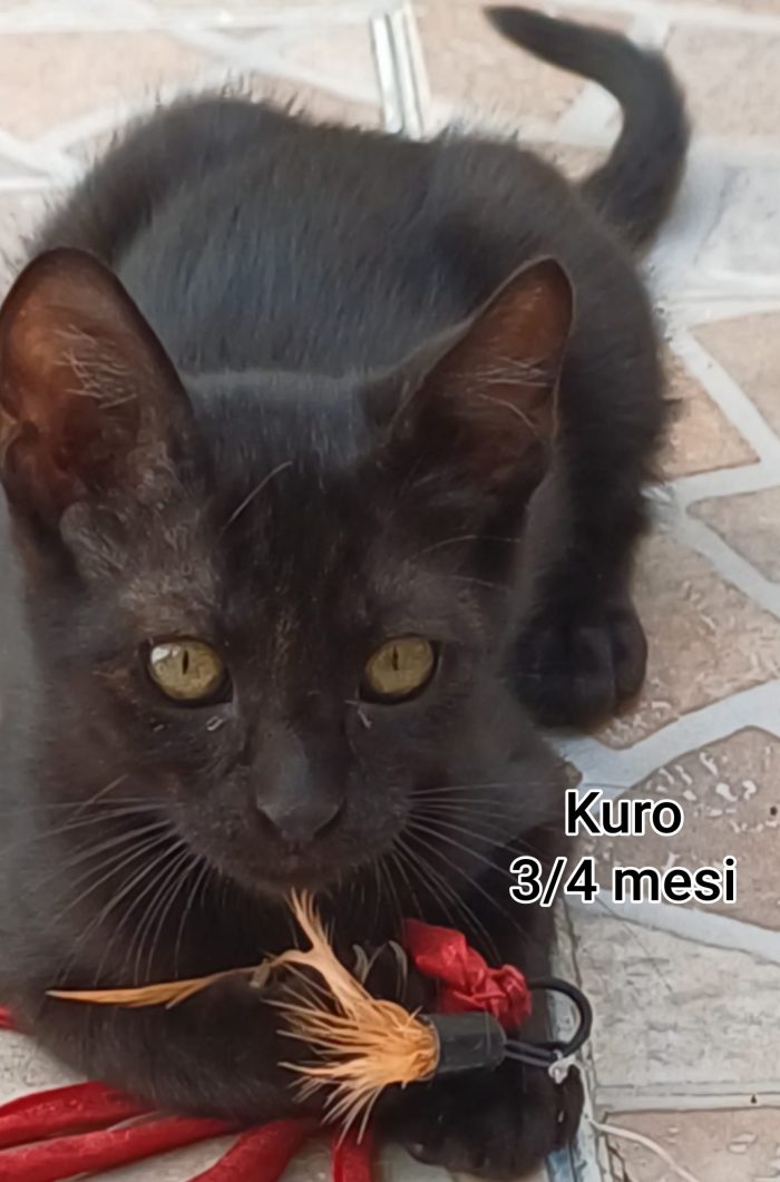 Adorabili gattini da adottare