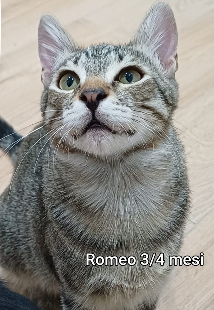 Adorabili gattini da adottare - media 6