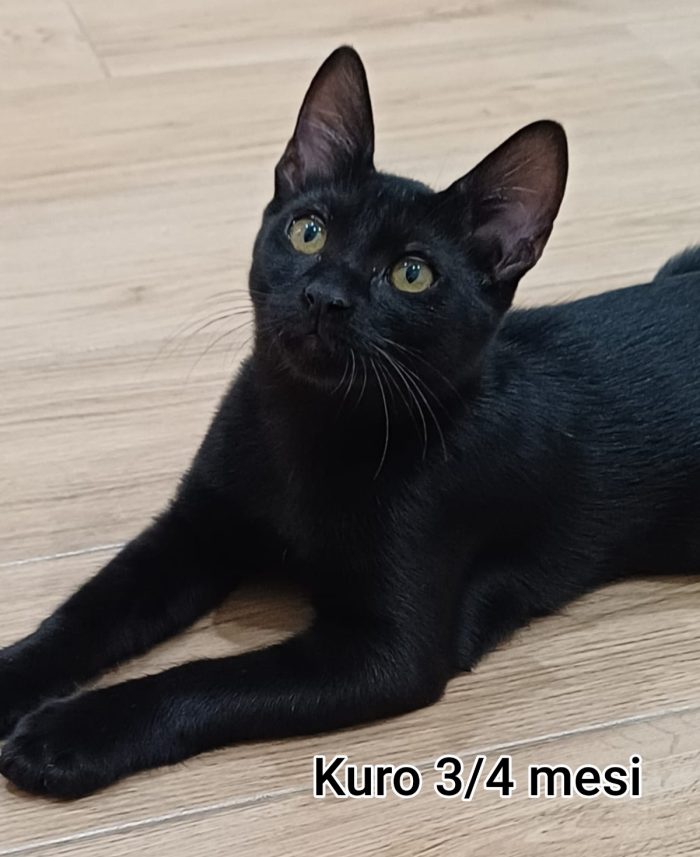 Adorabili gattini da adottare - media 5