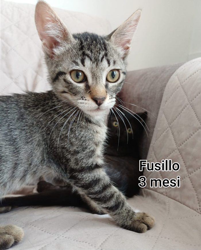 Adorabili gattini da adottare - media 8