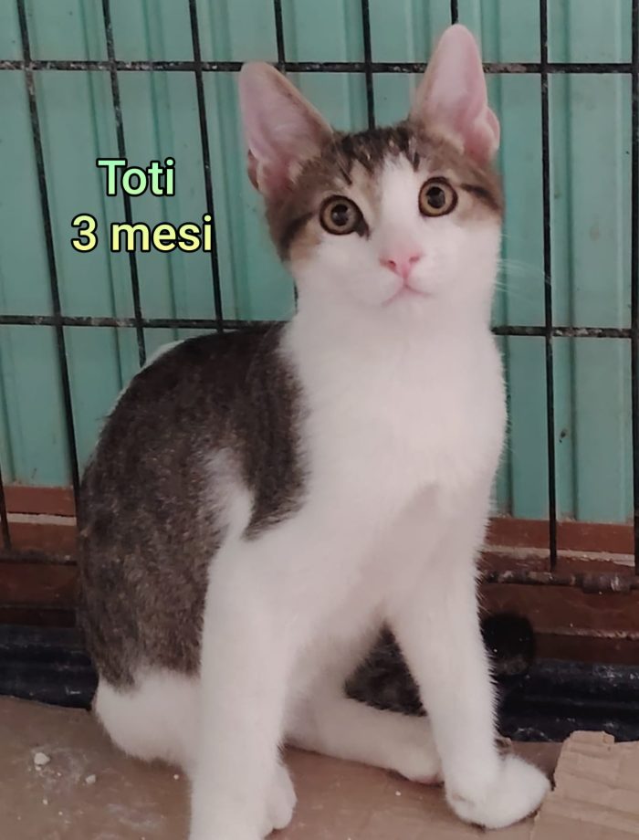 Adorabili gattini da adottare - media 9