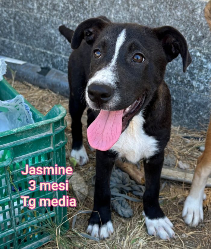 Meravigliosi cucciolini in rifugio - media 5