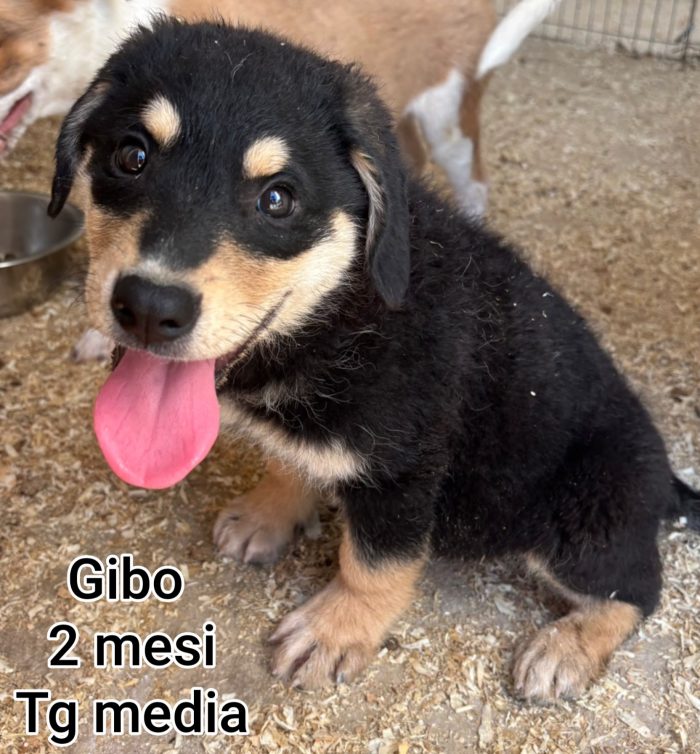 Meravigliosi cucciolini in rifugio - media 8