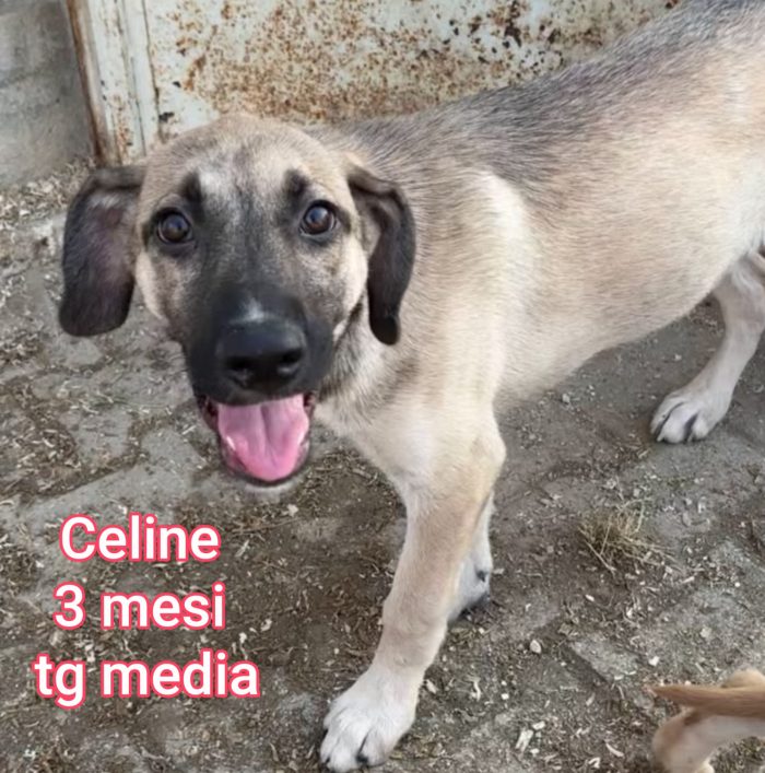 Meravigliosi cucciolini in rifugio - media 7