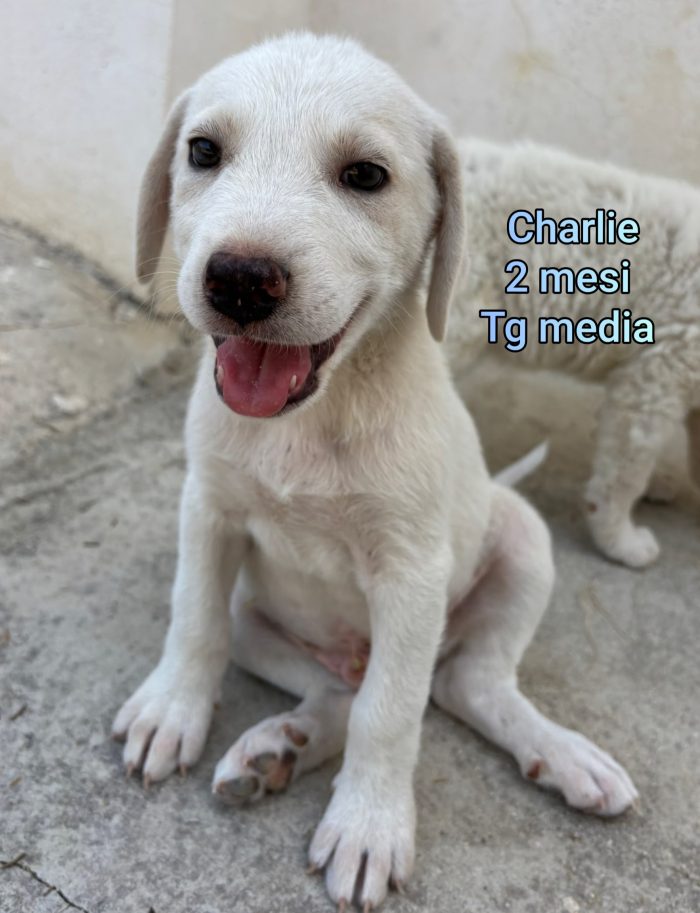 Meravigliosi cucciolini in rifugio - media 10