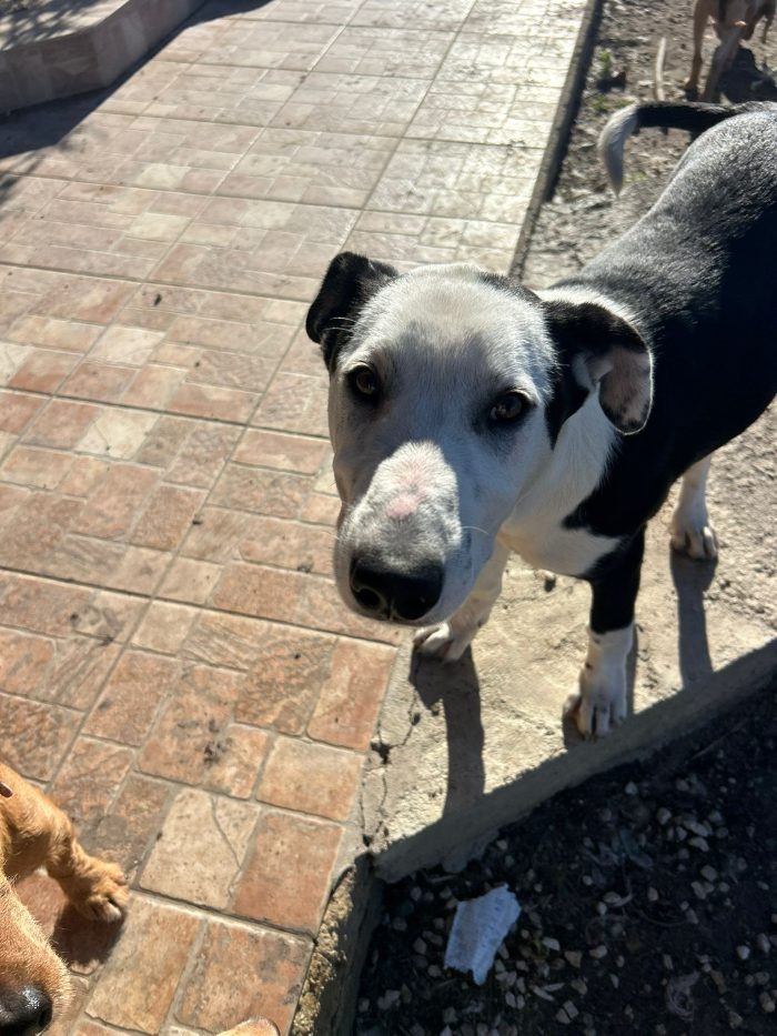 SALVATELO! CUCCIOLO MIX AMSTAFF