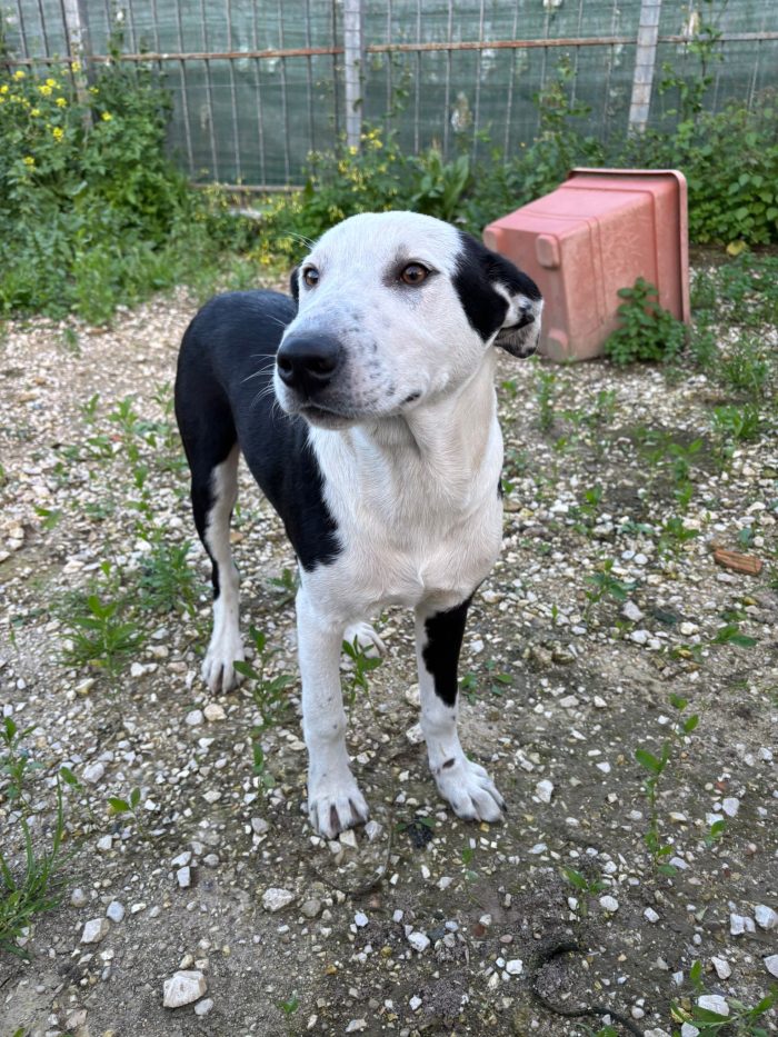 SALVATELO! CUCCIOLO MIX AMSTAFF