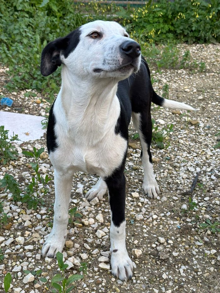 SALVATELO! CUCCIOLO MIX AMSTAFF - media 7