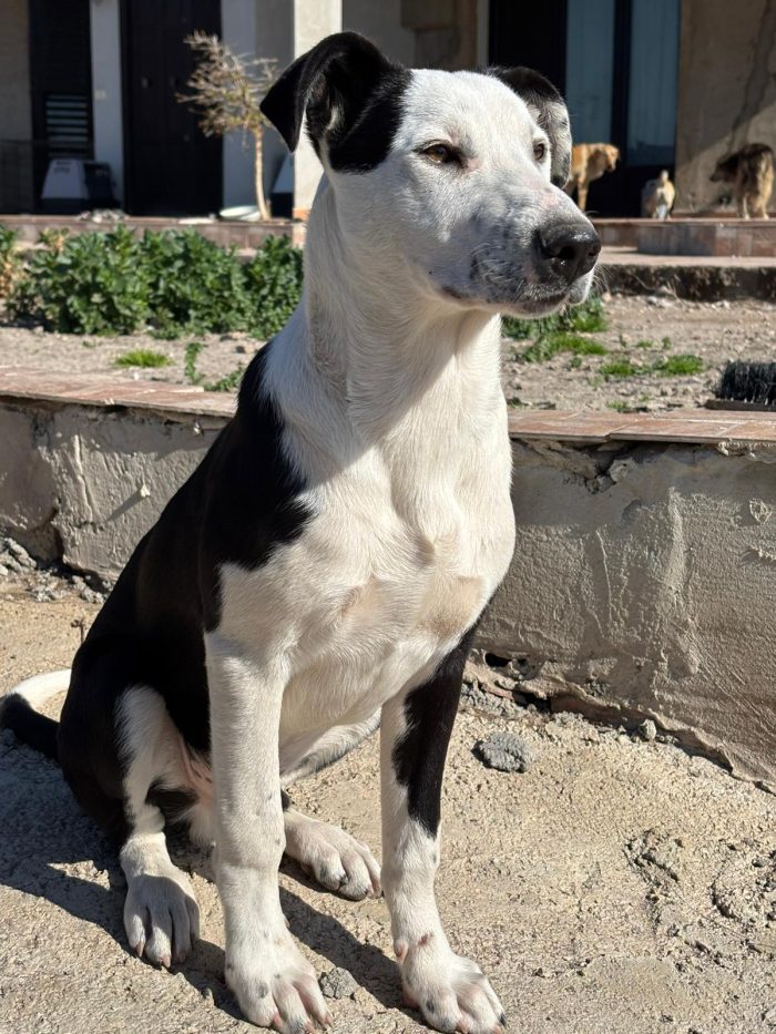 SALVATELO! CUCCIOLO MIX AMSTAFF - media 6
