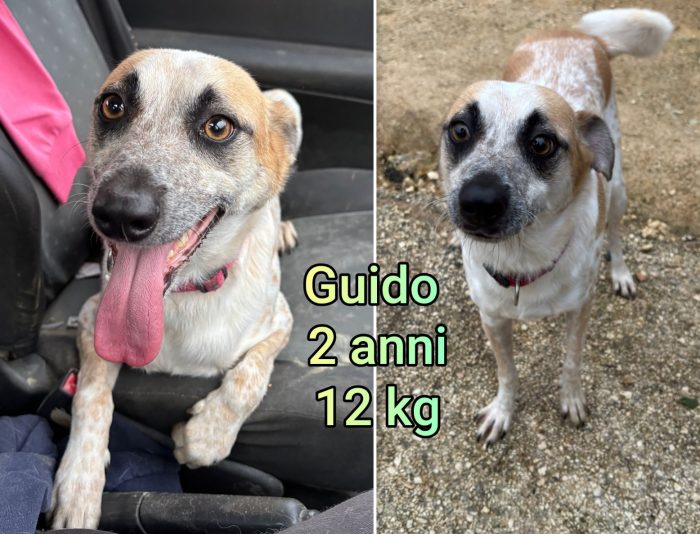 Cagnolini taglia small
