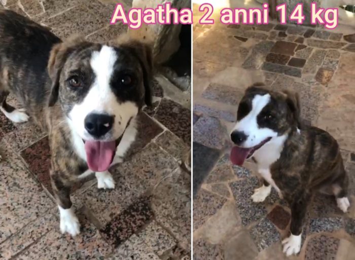 Cagnolini taglia small