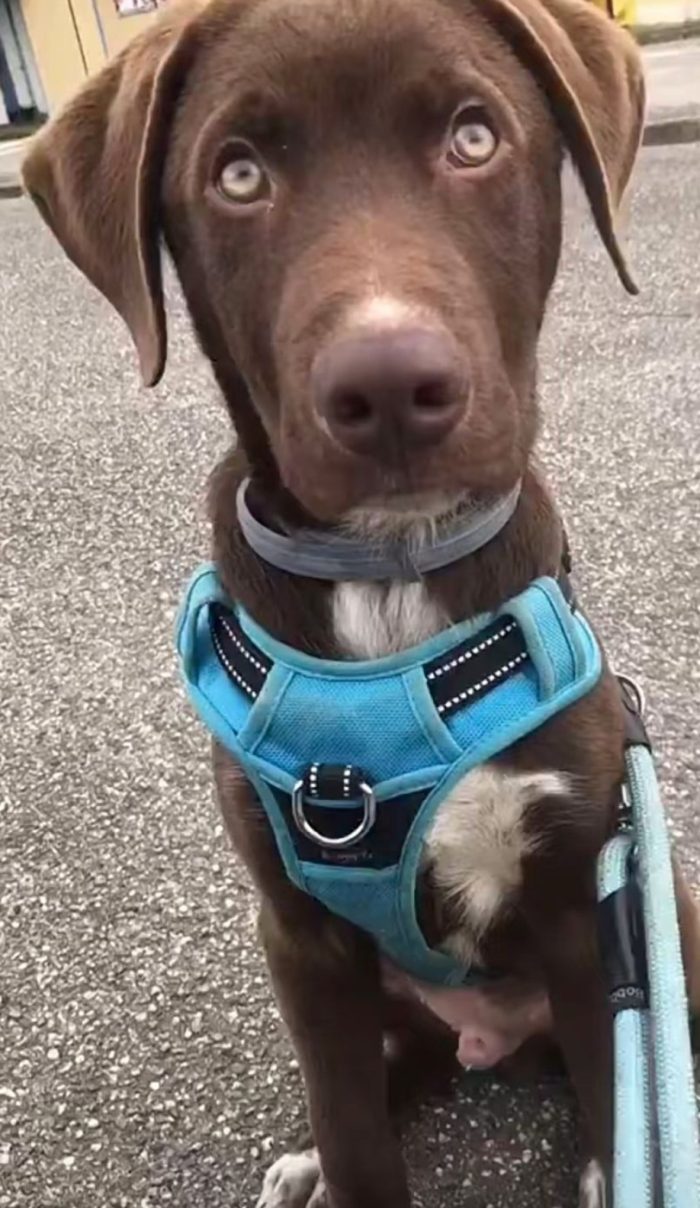 Pongo, cucciolo bisognoso