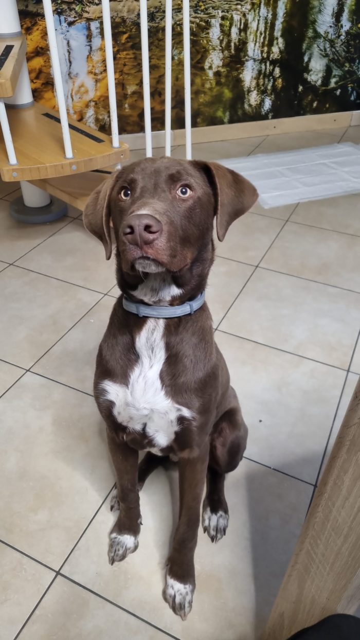 Pongo, cucciolo bisognoso