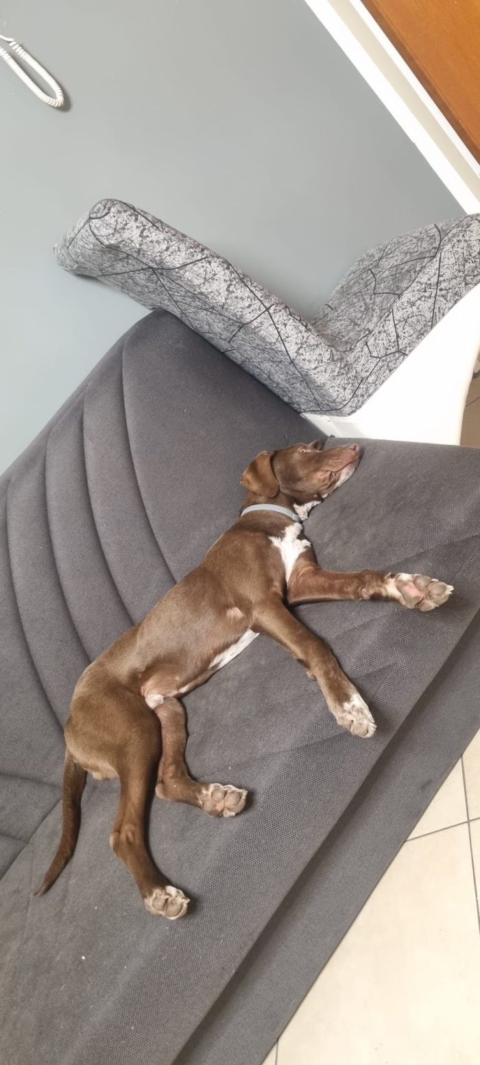 Pongo, cucciolo bisognoso