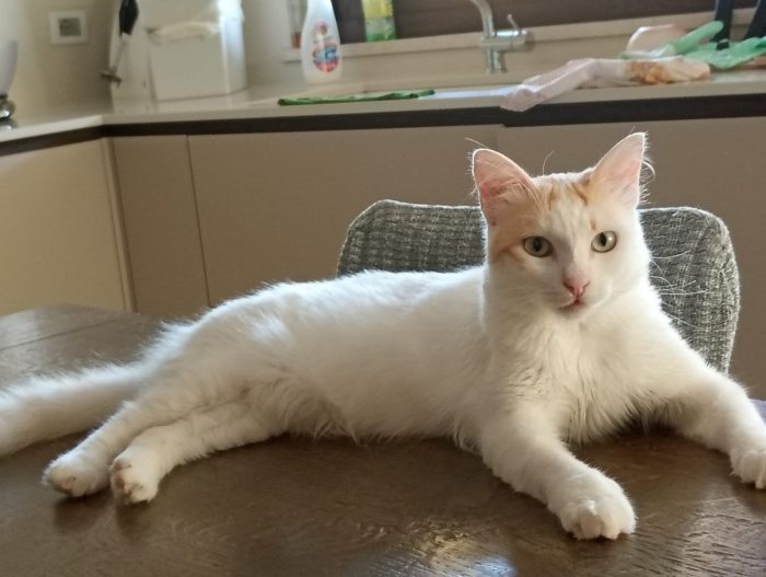 Blanco ti attende
