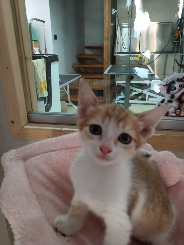 Cucciolo di due mesi a Napoli