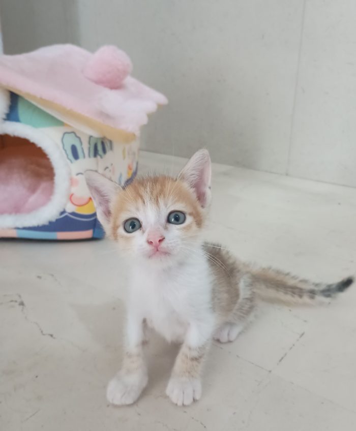 Cucciolo di due mesi a Napoli