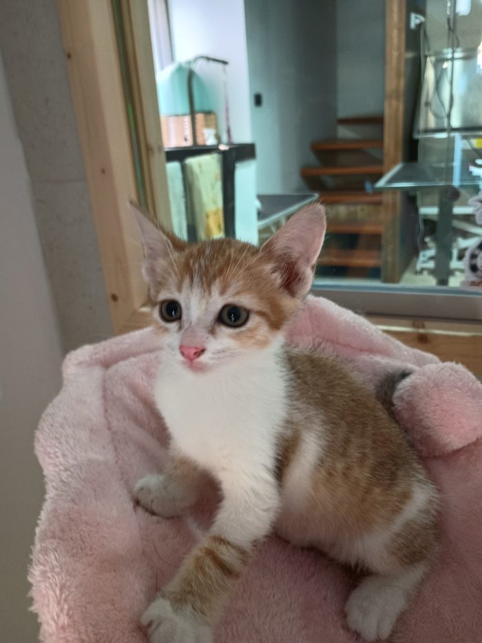 Cucciolo di due mesi a Napoli