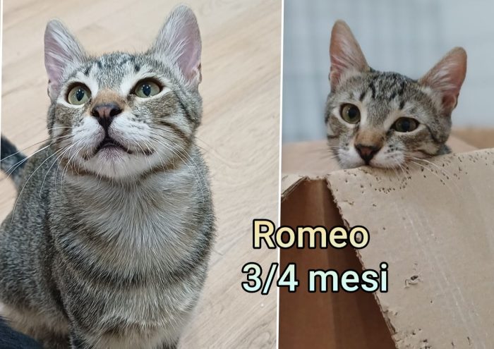 Miciottini splendidi - media 6