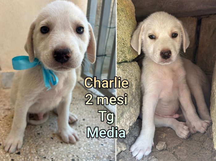 Cucciolini in adozione - media 5