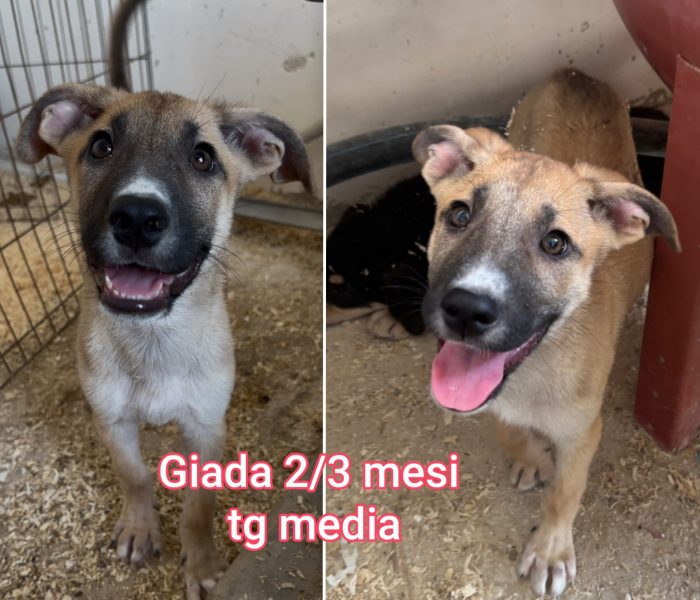 Cucciolini in adozione
