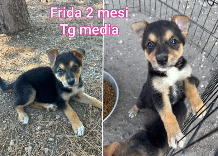 Cucciolini in adozione - media 6