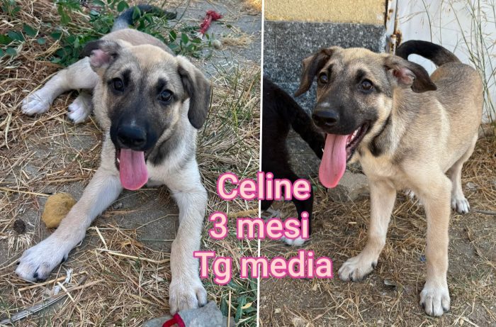 Cucciolini in adozione - media 8