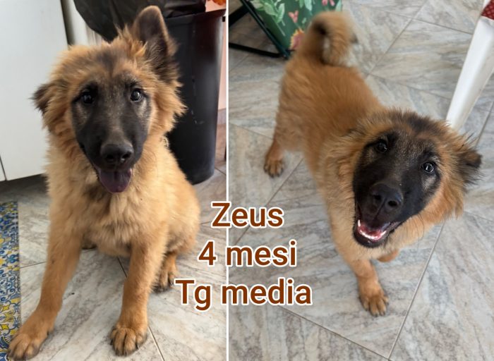 Cucciolini in adozione - media 9